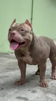 Zuriar American Bully Mai Tsarki (Wata 3-6) - 1
