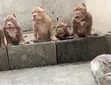 Zuriar American Bully Mai Tsarki (Wata 3-6) - 2