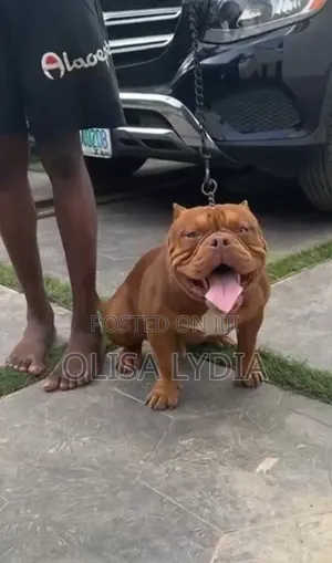 Zuriar American Bully Mai Tsarki (Wata 3-6)