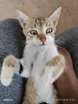 1-3 Month Male Purebred American Shorthair Kitten - 3