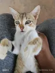 1-3 Month Male Purebred American Shorthair Kitten - 4