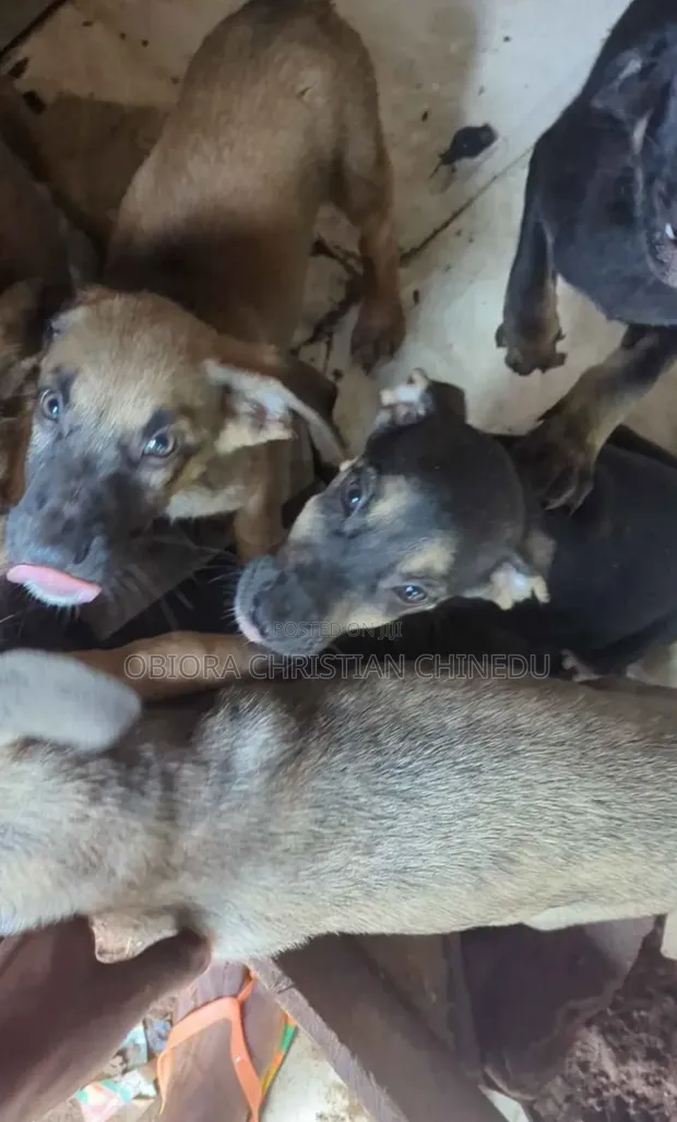 Male Rottweiler Mix Puppy (3-6 Months) - 1