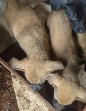 Male Rottweiler Mix Puppy (3-6 Months)