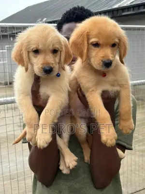 Female Purebred Golden Retriever Puppy (1-3 Months)