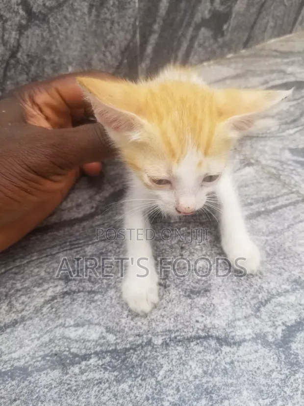 Male Mixed Breed Cat, 3-6 Months - 1