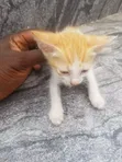 Male Mixed Breed Cat, 3-6 Months - 1