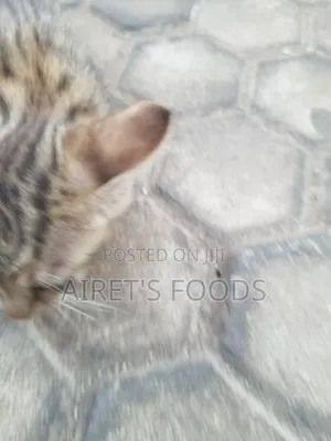 Male Mixed Breed Cat, 3-6 Months