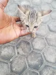Male Mixed Breed Cat, 3-6 Months - 3