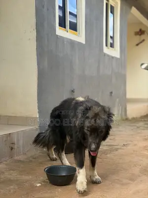 Purebred Caucasian Shepherd Male, 1+ Year