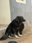 Purebred Caucasian Shepherd Male, 1+ Year - 2