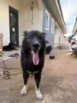 Purebred Caucasian Shepherd Male, 1+ Year - 3