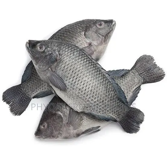Fresh Tilapia Fish - 1