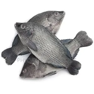 Fresh Tilapia Fish