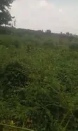 130 Acres Filin Dadi Kafin International Brew, Sagamu-Abeokuta Exp - 2