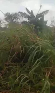 Acre 14.9 na fili kusa da Makarantar Waterman, Siun - 1