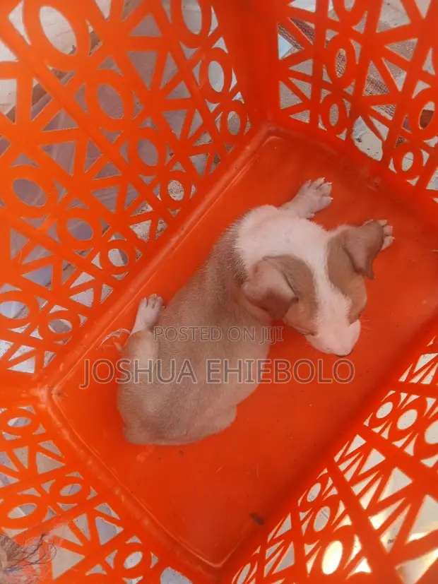 Purebred American Bully Puppies (1-3 Months) - 1