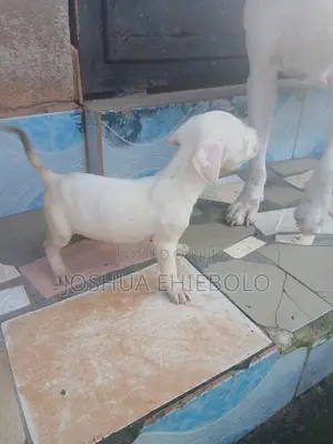 Zuriya na 'Yan Koko na Amurka (1-3 Watan)