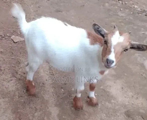 Female Goat - 1