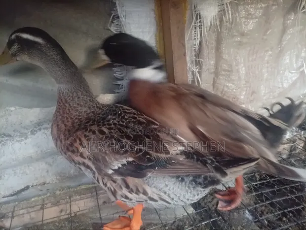 Adult Pekin Ducks for Breeding - 1