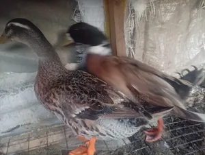 Adult Pekin Ducks for Breeding