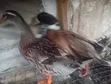 Adult Pekin Ducks for Breeding - 1