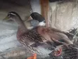 Adult Pekin Ducks for Breeding - 2
