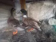 Adult Pekin Ducks for Breeding - 3