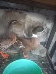 Adult Pekin Ducks for Breeding - 4
