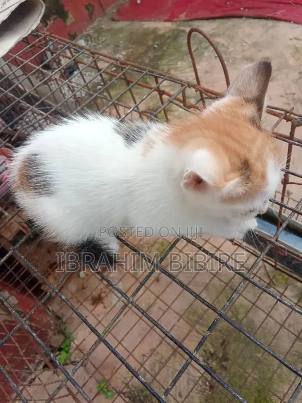 Purebred Female Cat, 1-3 Months Old - 1