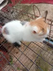Purebred Female Cat, 1-3 Months Old - 1