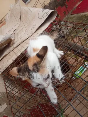Purebred Female Cat, 1-3 Months Old
