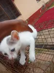 Purebred Female Cat, 1-3 Months Old - 3
