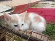 Purebred Female Cat, 1-3 Months Old - 4