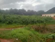 Distress Sale: 100x100sqm Land in Iguadolor, Benin City - 1