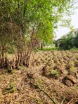4 Plots na Sayarwa a Garin Usiefurun - 1