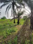 4 Plots na Sayarwa a Garin Usiefurun - 4