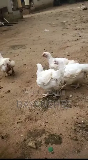 Matured Broiler Chickens for Sale