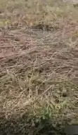 Certificate of Occupancy Land for Sale, Lagelu Ibadan - 4
