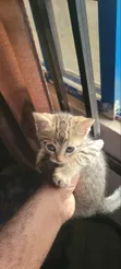 Male Mixed Breed American Shorthair Kitten - 1