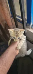 Male Mixed Breed American Shorthair Kitten - 2