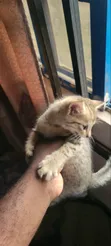 Male Mixed Breed American Shorthair Kitten - 3