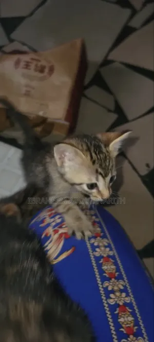 Female Mixed Breed American Shorthair Kitten