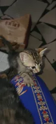 Female Mixed Breed American Shorthair Kitten - 1
