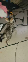 Female Mixed Breed American Shorthair Kitten - 2
