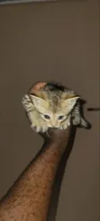 Female Mixed Breed American Shorthair Kitten - 3