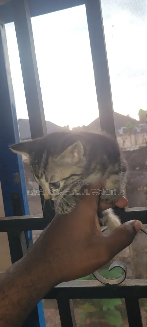 Female Mixed Breed American Shorthair Kitten (1-3 Months) - 1