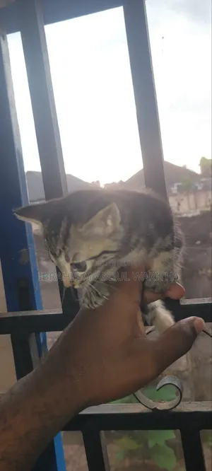 Female Mixed Breed American Shorthair Kitten (1-3 Months)