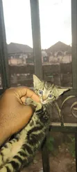 Female Mixed Breed American Shorthair Kitten (1-3 Months) - 2
