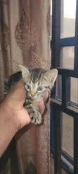 Female Mixed Breed American Shorthair Kitten (1-3 Months) - 3