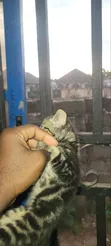 Female Mixed Breed American Shorthair Kitten (1-3 Months) - 4